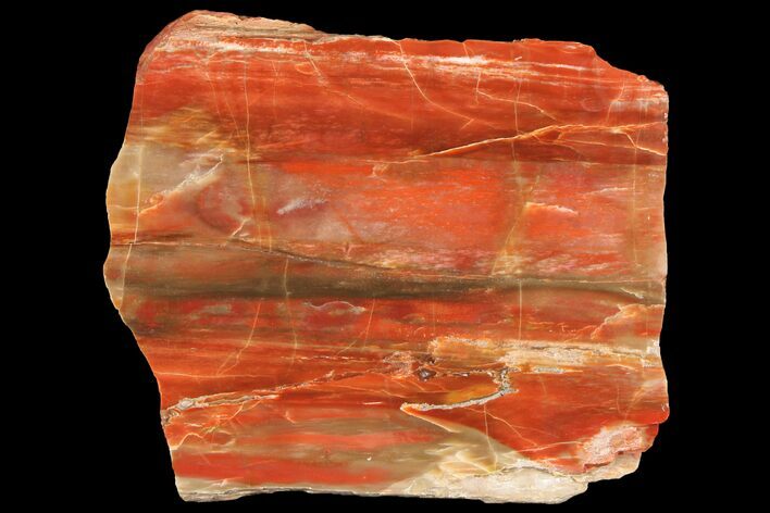 Vibrantly Colored, Polished Petrified Wood Section - Arizona #94798